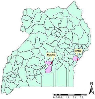 Combined Application of Biofertilizers and <mark class="highlighted">Inorganic Nutrients</mark> Improves Sweet Potato Yields